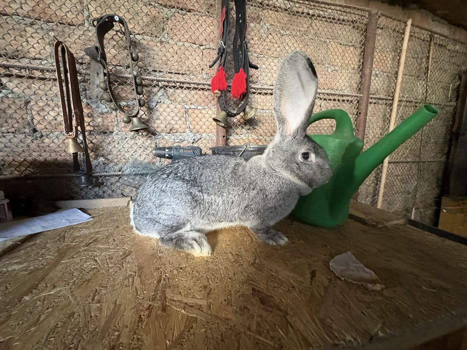 De vanzare urias german negru gri grifier galben chincila  pui si matu