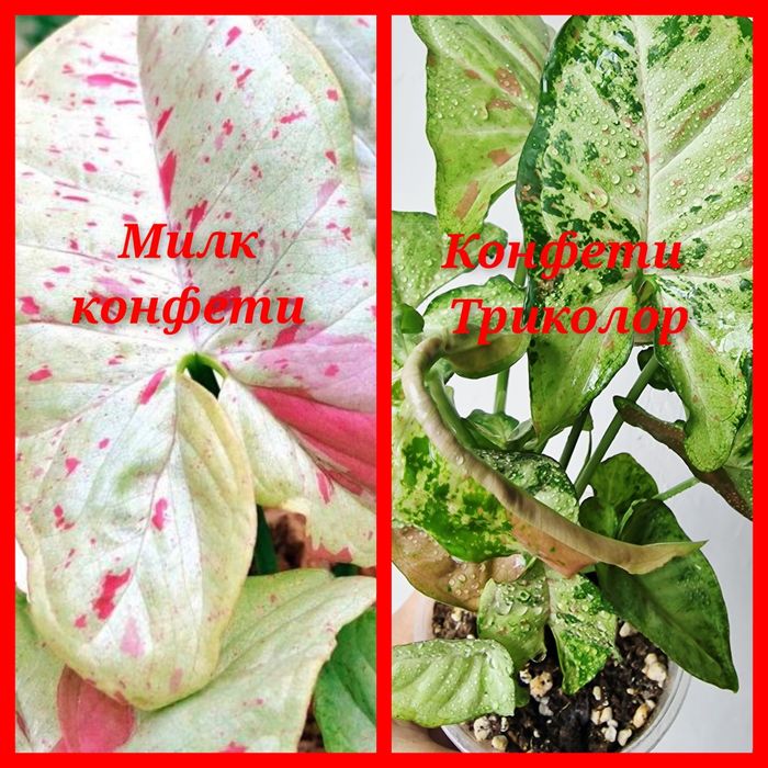 Сингониумы монстеры индоминт  филодендрон Укроп Мята Хрен  КОМНАТНЫЕ Ц