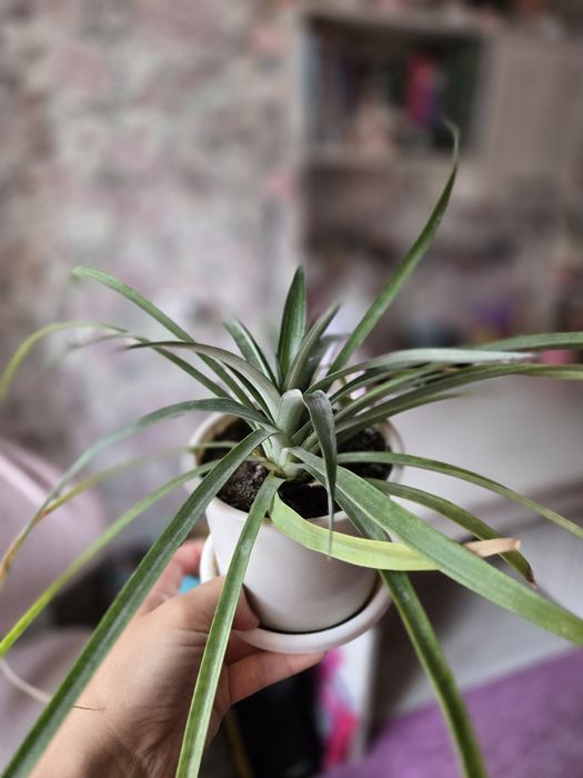 Продаётся цветок ананас