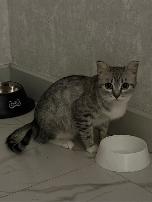 Котенок в добрые руки