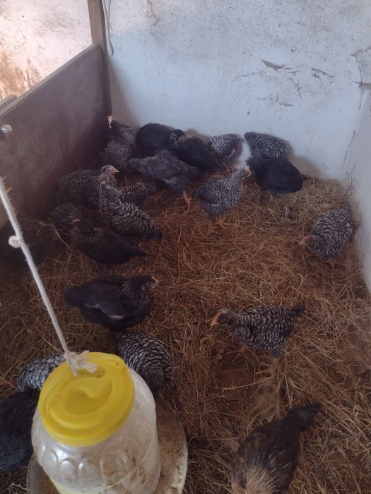 Продавам оплодени яйца за люпене