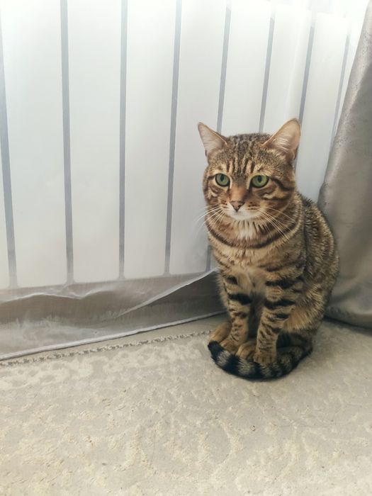 Нету гарантия даберенни