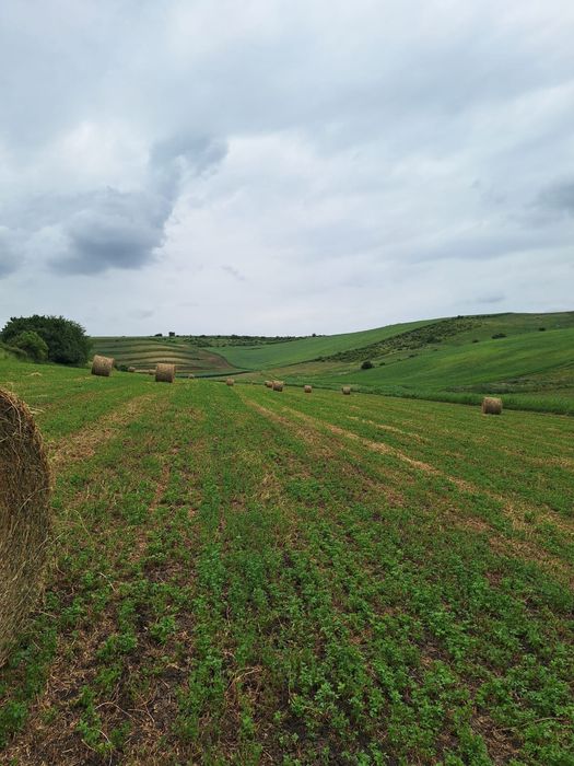 Baloti de lucerna de vanzare