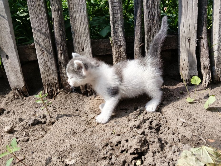 Очаровательные котята в добрые руки.