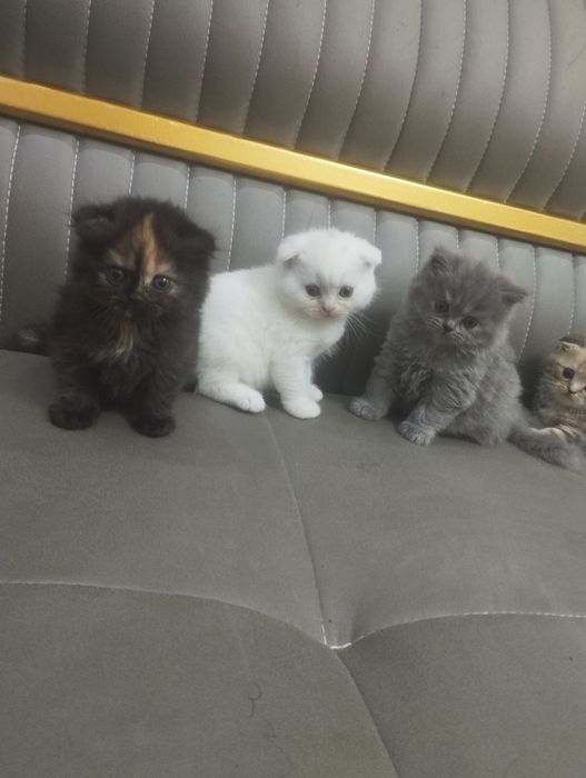 продаются чистокровные шатладские котята