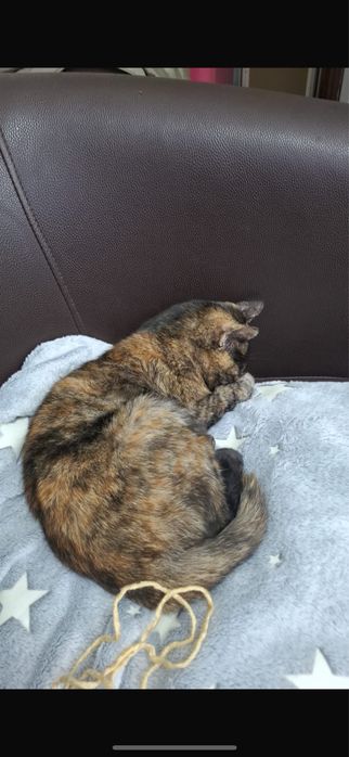 Кошечка в добрые ответственные руки