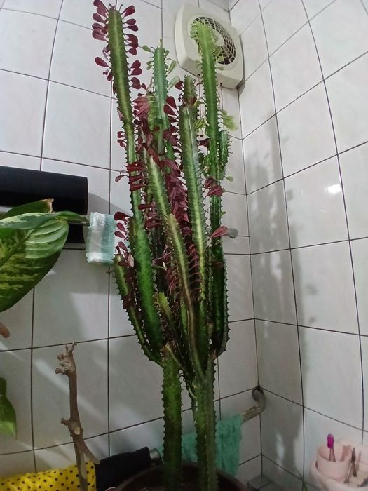 Продам цветы домашние