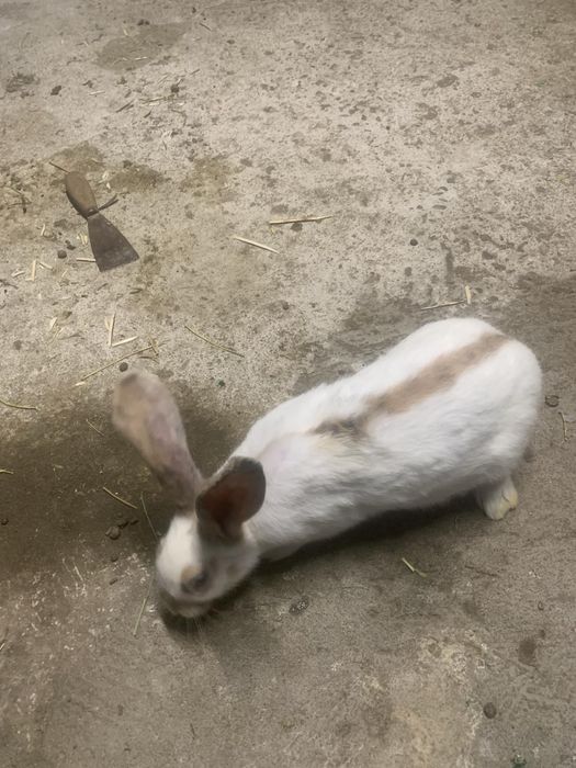 Налични зайци различни породи