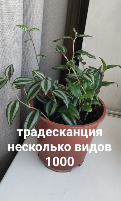 В продаже комнатные цветы