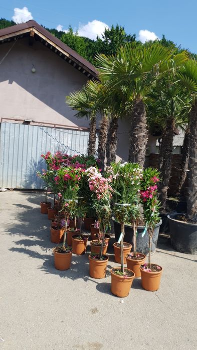 Leandru. lămâi. mandarin. hortensia  palmieri