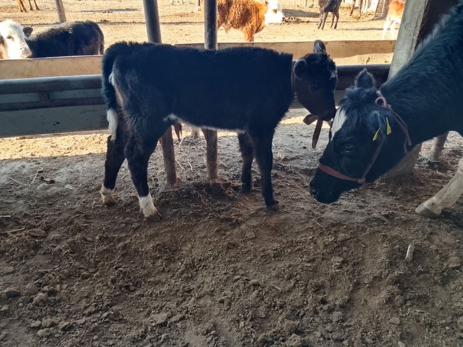 Бузаулы сиыр сатылады