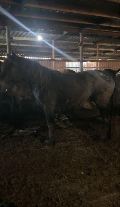 Кара айгыр джабы