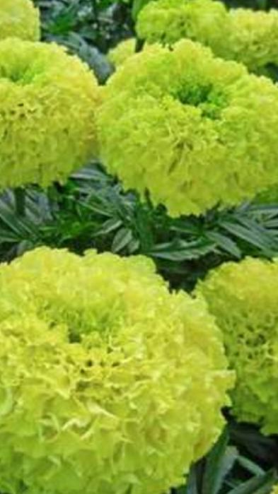 Продам семена цветов