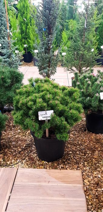 Vindem Enupar târâtor pin mugo