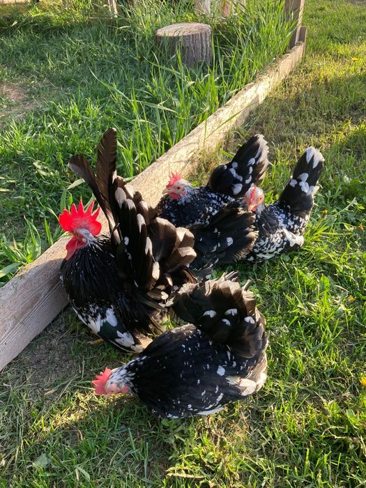 Ouă din chabo bobat originale, sunați la nr din poza a crescatorului