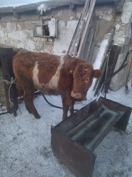 Продам телки подсосные жирные