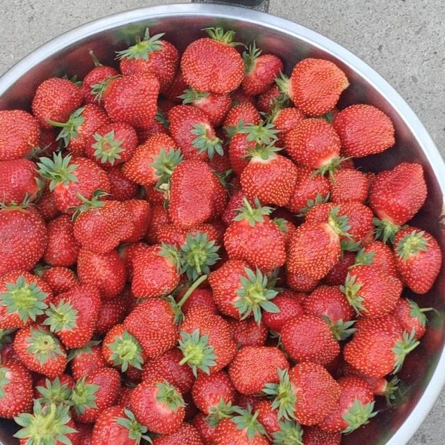 Qulupnay kõcat kafolati bilan