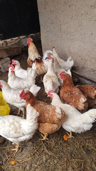 Продам инкубационные яйца несушек