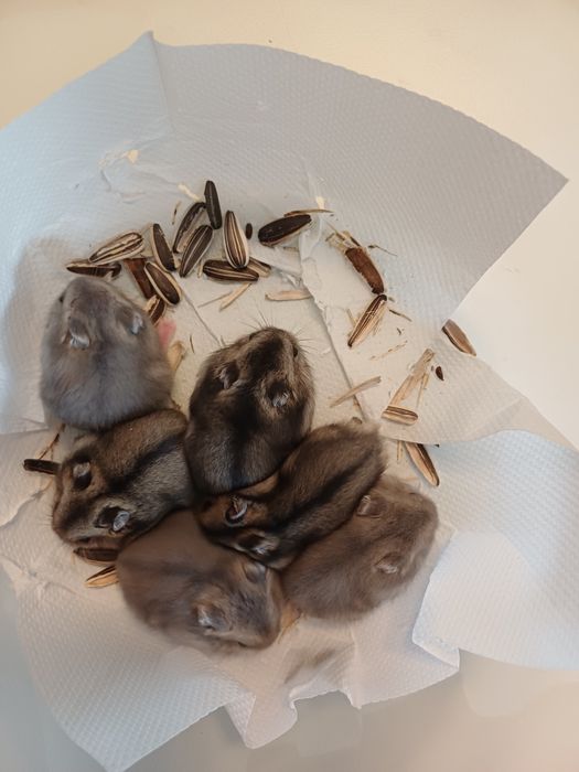 Vând hamsteri pitici