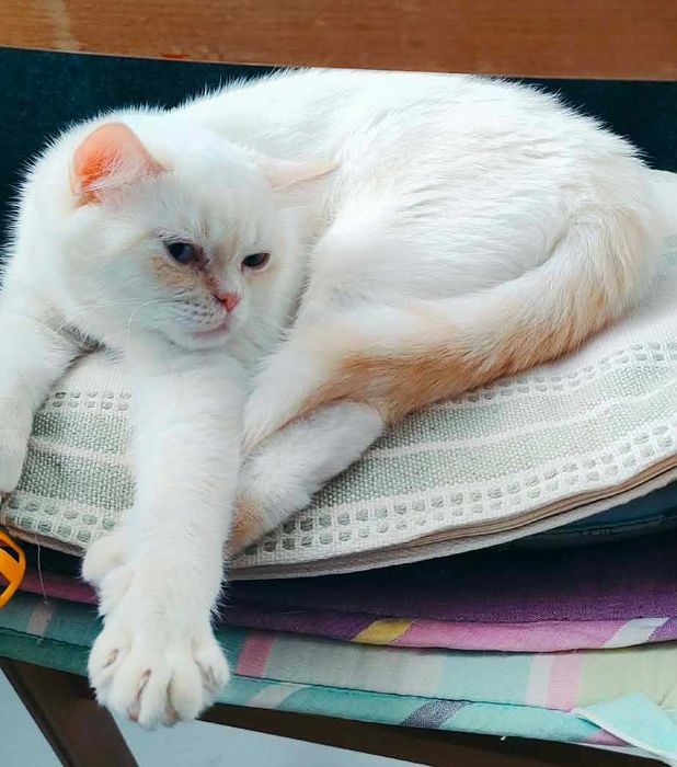 Шотлански късокосмести котета