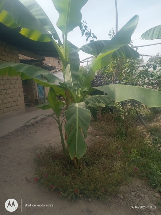 Банан кошеттеры бар