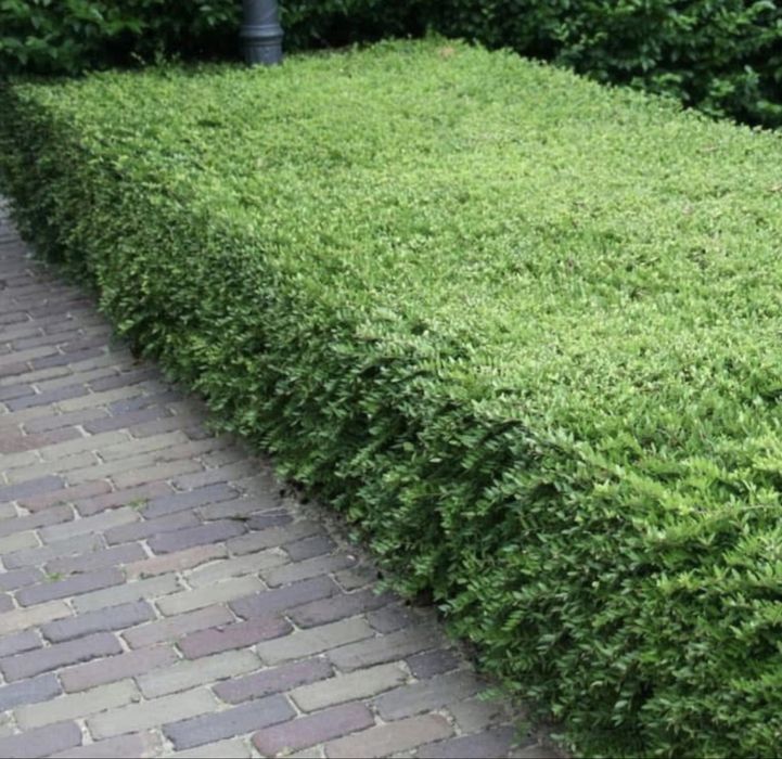 Лоницера пилята