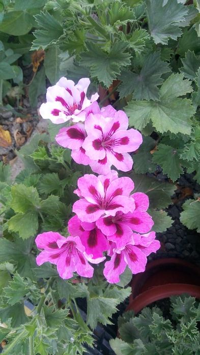 Продаю комнатные цветы