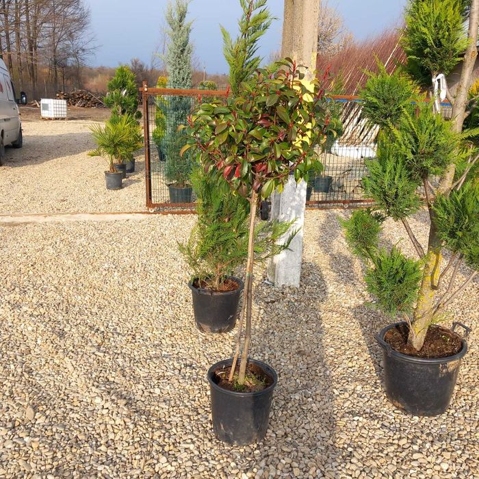 Plante pentru Gard Viu Dens – Transport și Montaj la Tine Acasă