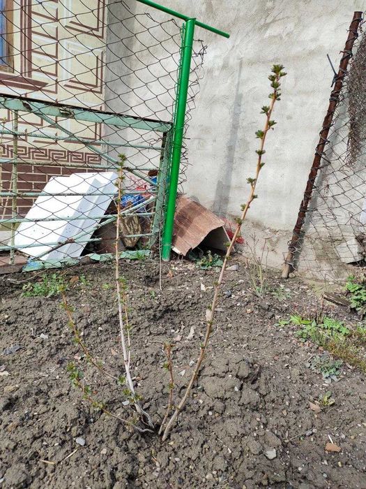 смородина қарақат