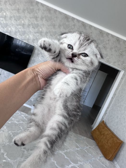 Месячная девочка шотландская вислоушка , только в любящую семью