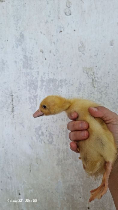 Продам утят и индоуток