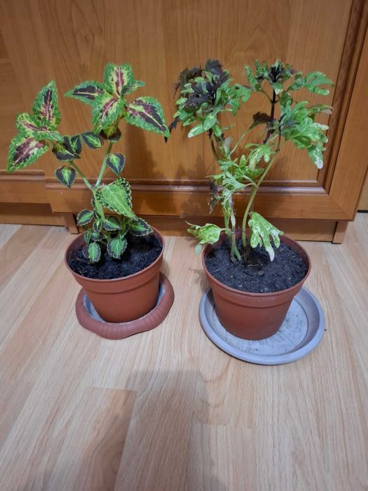 Комнатные цветы разные колиус, алоэ вера, герань