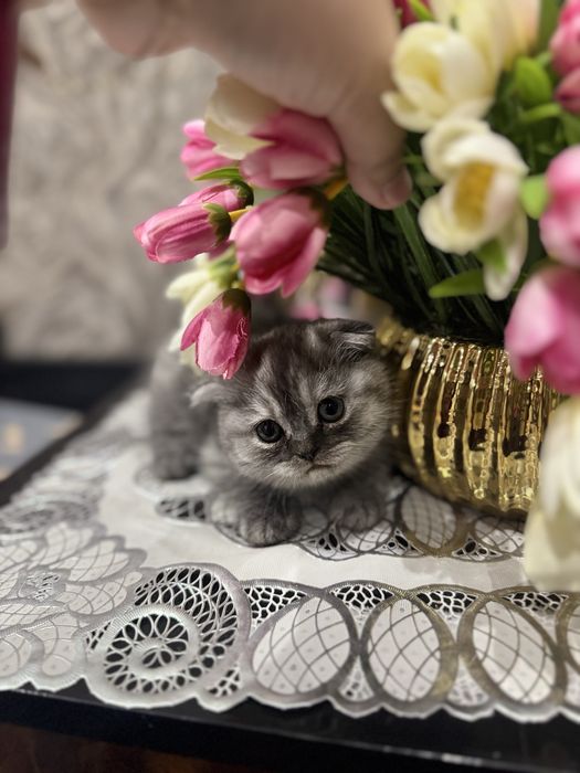 Мushukchalar sotiladi