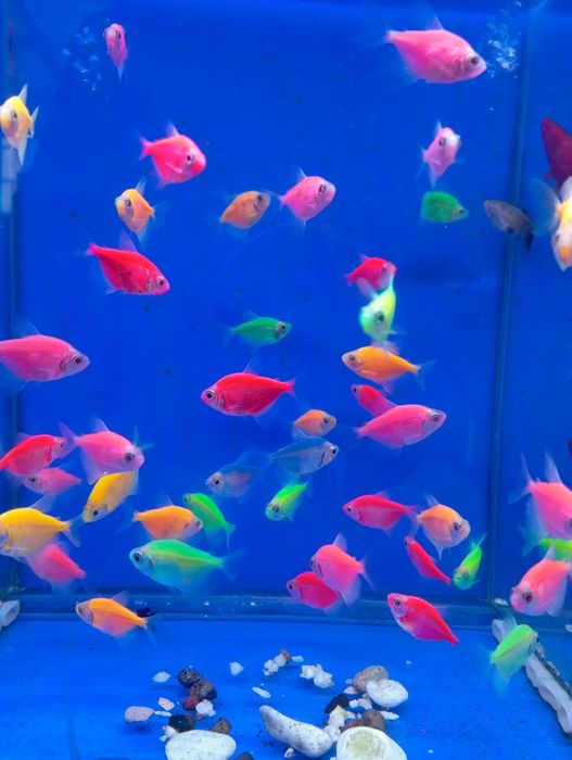 Тернетсия глофиш