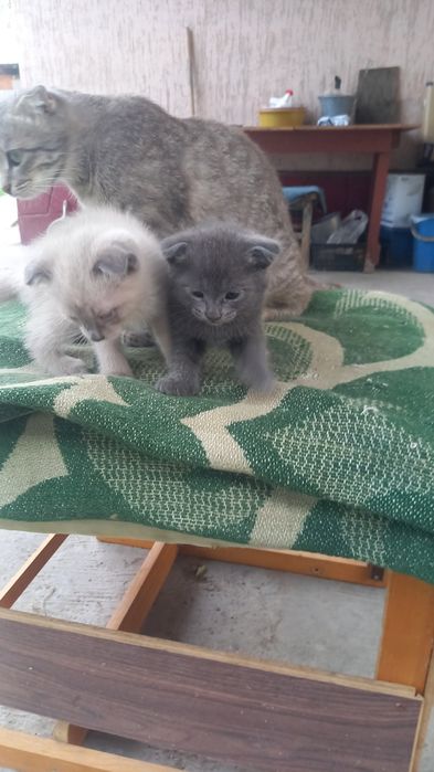 Продам  котят мальчики