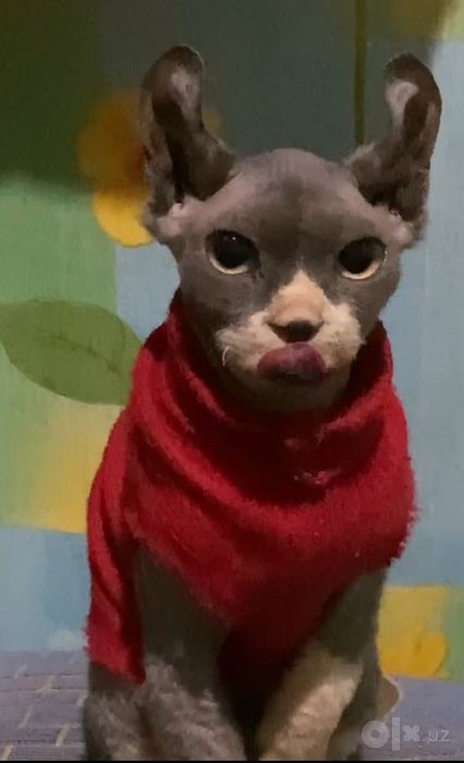 Брутальный котик Эльф-велюр готов к вязке .