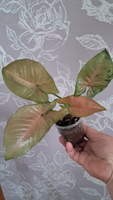 Комнатные цветы неприхотливые