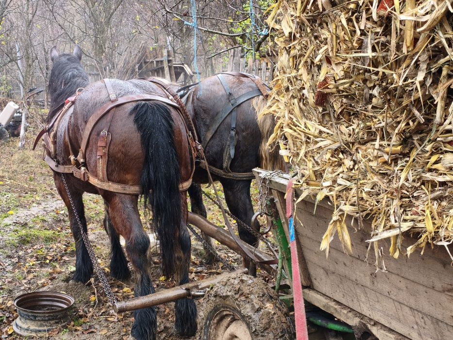 Cal de 4 ani de vânzare