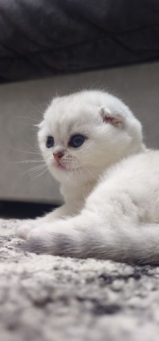 Смотришь фолд Кошечка