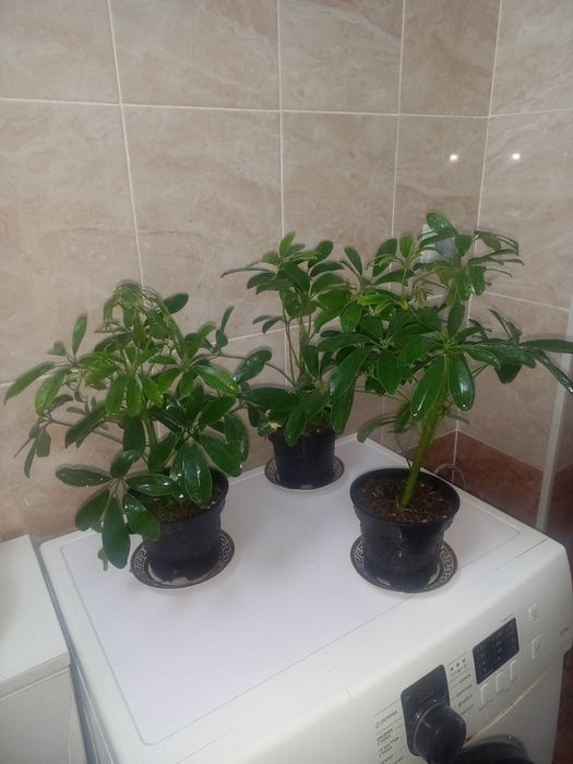 Комнатние растения