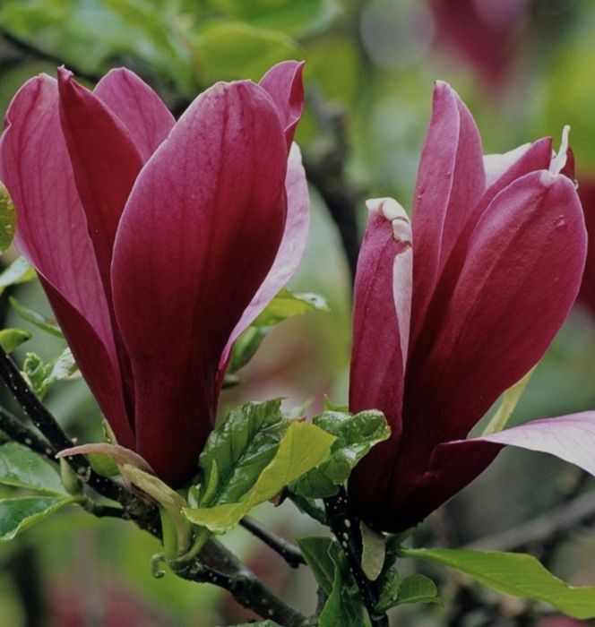 Саженцы магноли 5000тг