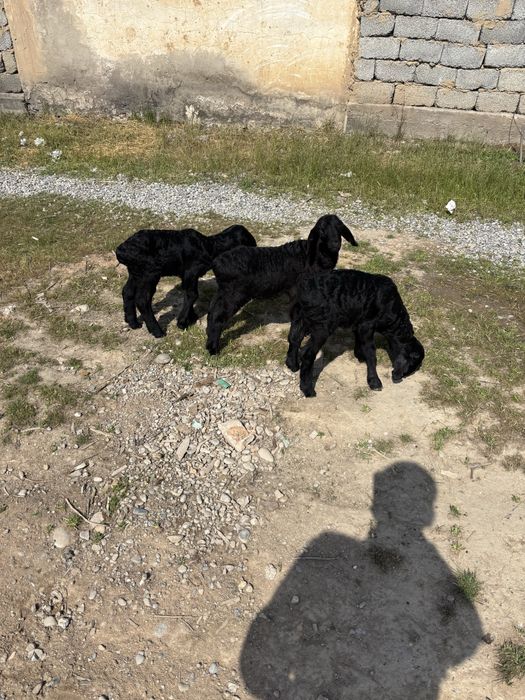 Қозылар срочно 10бас гисары