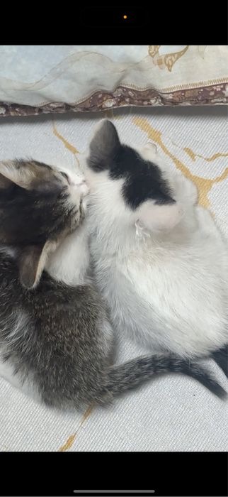 Отдаем котят в добрые руки,бесплатно