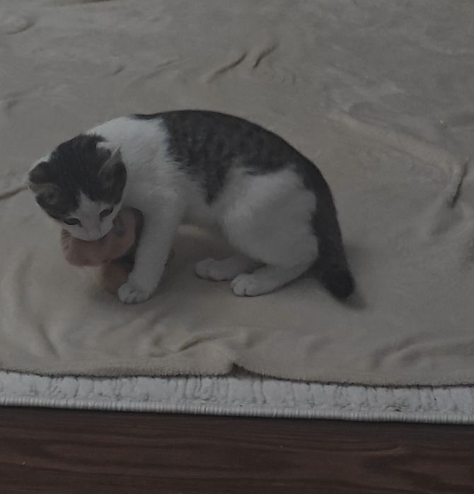 Кошка белая подросток