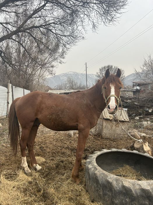 Араб пен Акалтеке шатыс