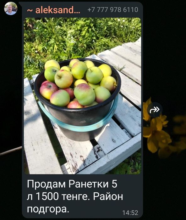 Продам Ранетки с дачи.