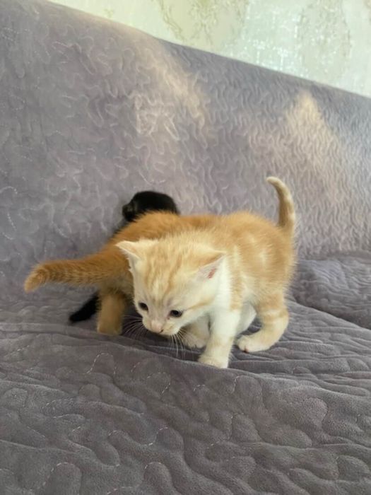 Skotish fold mushuklar