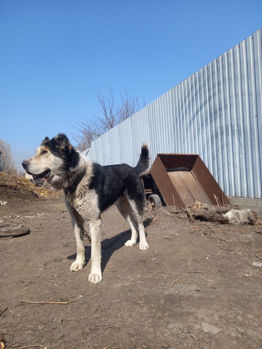 Алабай еркек кабель