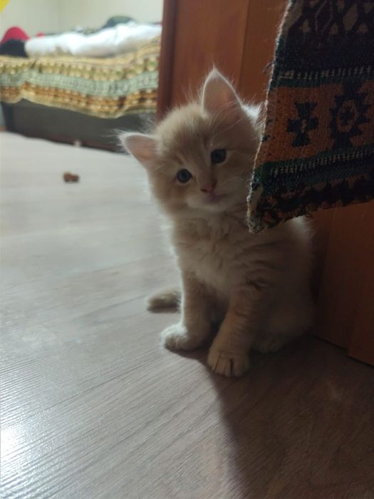 Котята ищут родителей