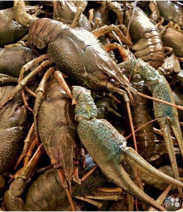 Речные, мясные свежие раки!